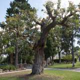 Nelle aiuole circolari ci sono piante e alberi di ogni tipo...